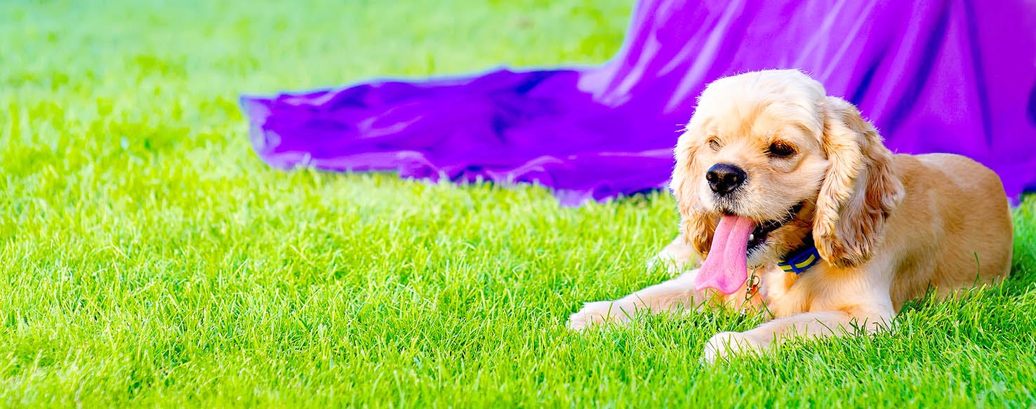 Dog Names That Start With Gr Popular Male And Female Names Wag 
